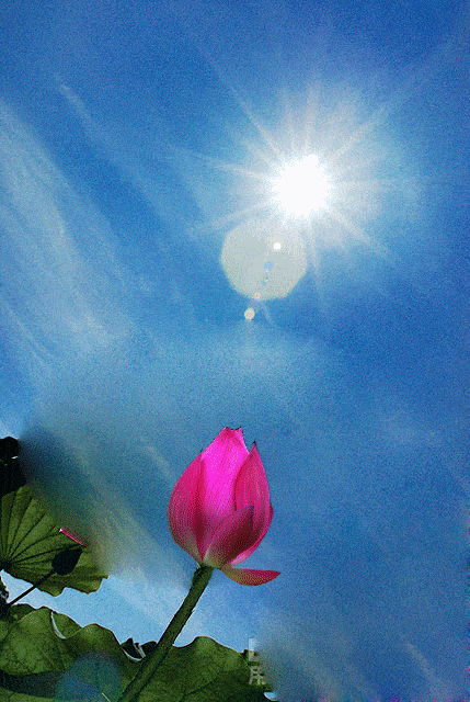 壁纸 花 桌面 429_640 竖版 竖屏 手机 gif 动态图 动图