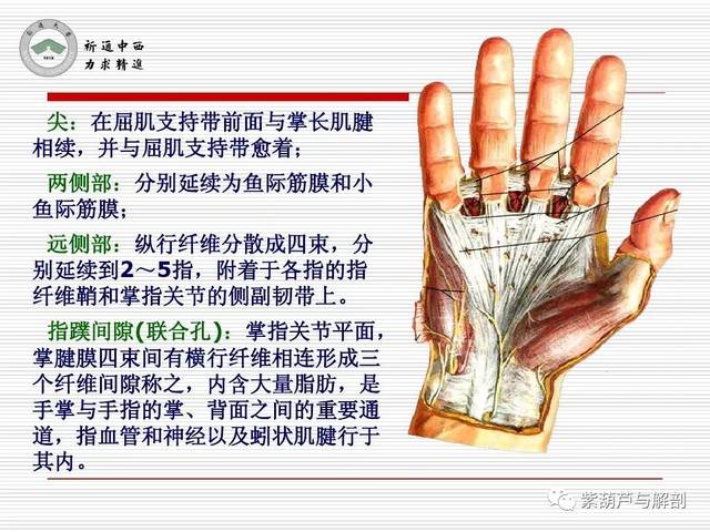 局解| 腕前区,手掌和手指掌侧面解剖