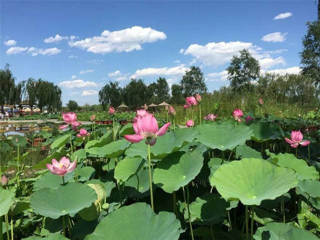 贝窝:阵阵荷花香,白洋淀丨一年四季盛夏如画