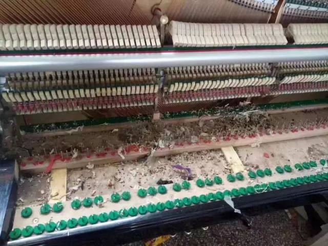 "黄梅天"再不保养,您的钢琴就要成生物园了!