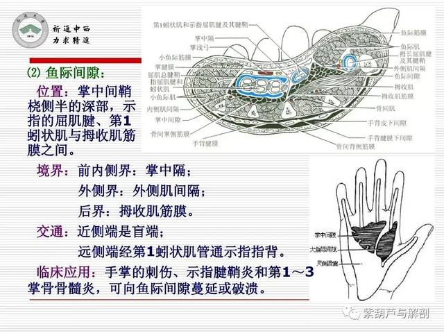 局解| 腕前区,手掌和手指掌侧面解剖