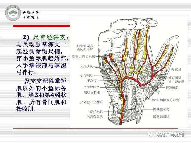 局解| 腕前区,手掌和手指掌侧面解剖