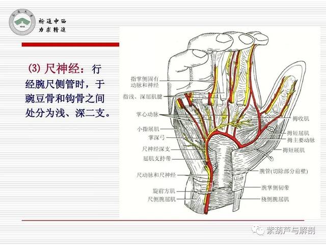局解| 腕前区,手掌和手指掌侧面解剖