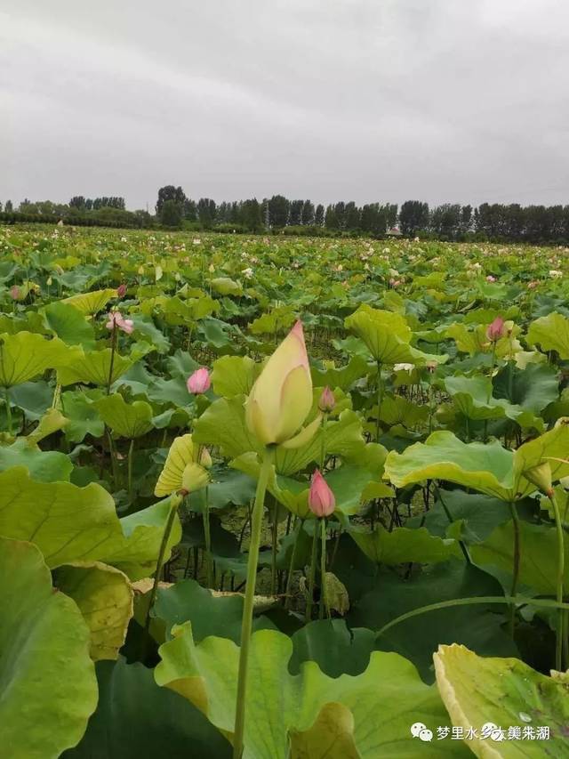 【误入藕花深处,发现别有洞天】不由自主地进来瞄了一下,没想到,这里