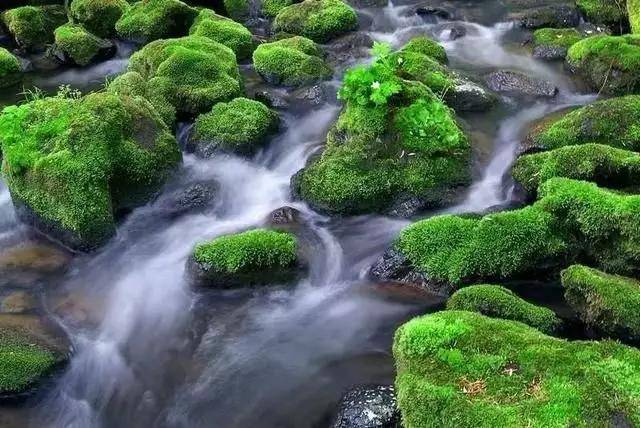 【友微订水】饮用桶装水长青苔是问题水?别再随便误会