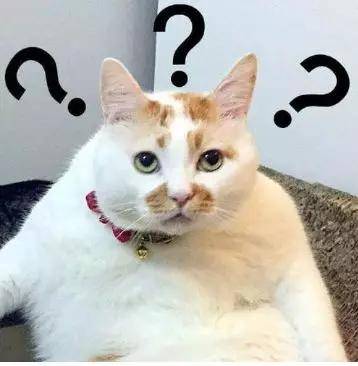 为什么猫的反应速度比人快,但是逗猫的时候看