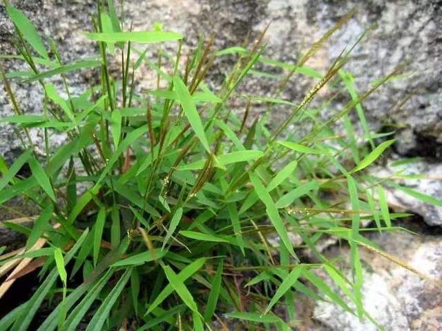 最全收藏!各种各样的中草药,有一天可以大作用