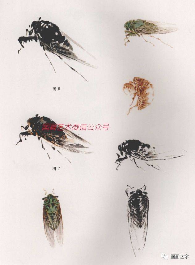 来源:《写意草虫绘画教程》 蝉,俗称"知了",通体黑亮,雄蝉腹部有