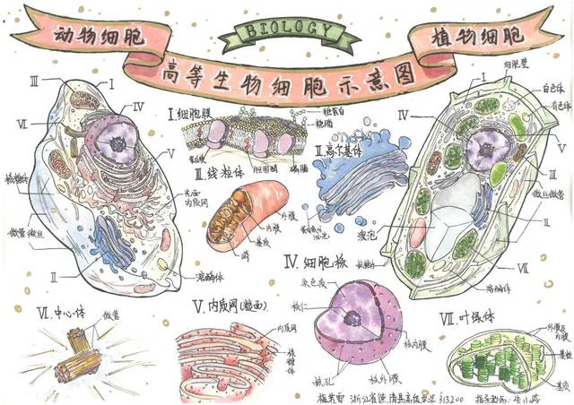 2019学生生物学绘图大赛丨作品展示(一)