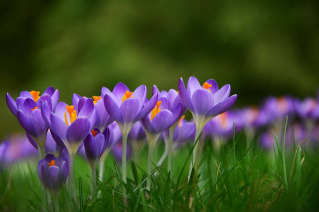 10种最美的紫色花,你喜欢哪一款?