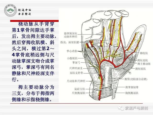 局解| 腕前区,手掌和手指掌侧面解剖