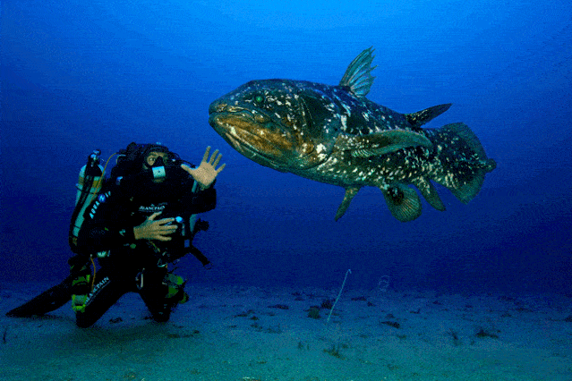 雅典表还制造出一款防水深度高达1000米的潜水系列深潜腕表,也是相当