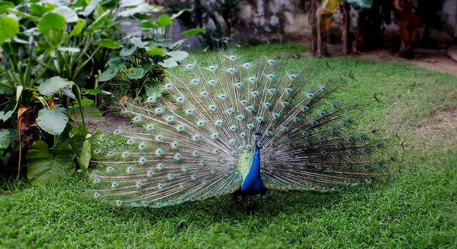 开心笑话:公的孔雀才会开屏,母的不会。
