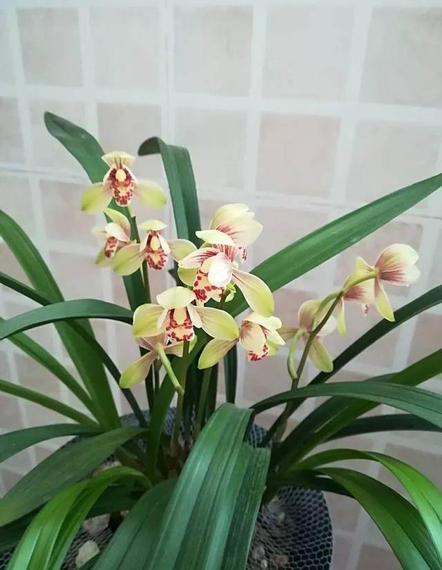3,玉如娇