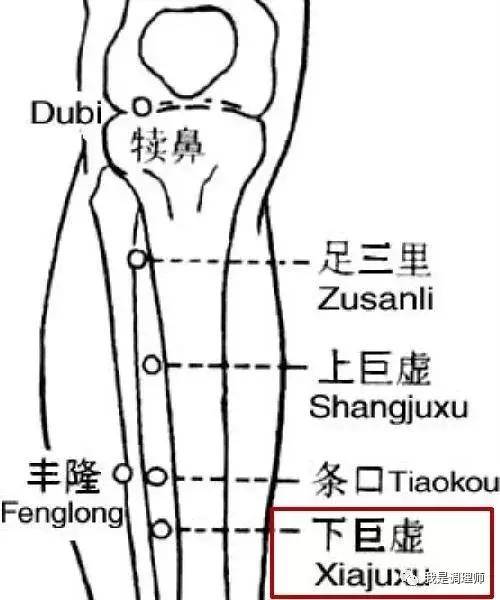 腿部:足三里,上巨虚,下巨虚,这三个穴位为胃,大肠,小肠的下合穴,刮痧