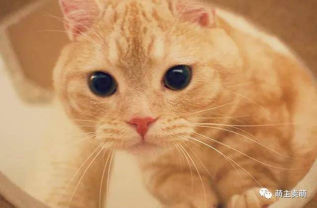 如何自制猫粮 简易自制猫粮配方及制作方法和