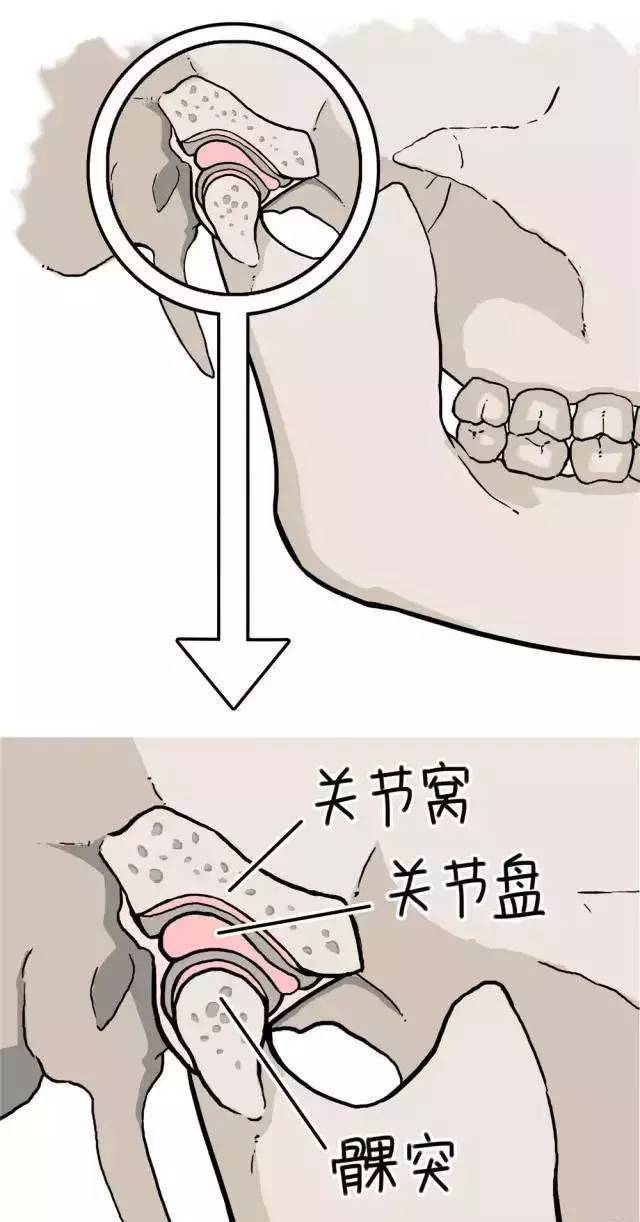 然后中间还有关节盘,就是一块有弹性的软骨.