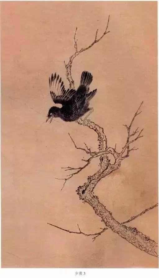 斑鸠画法