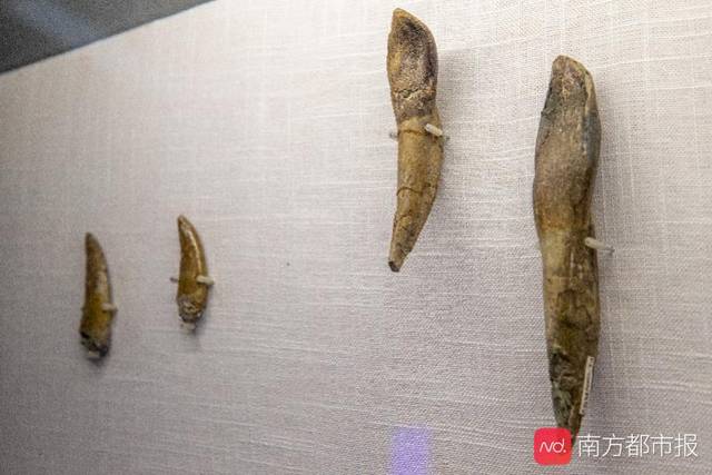 恐龙“突袭”广东省博物馆传奇私服变态版!和爸爸妈妈一起“坐飞船”穿越侏罗纪