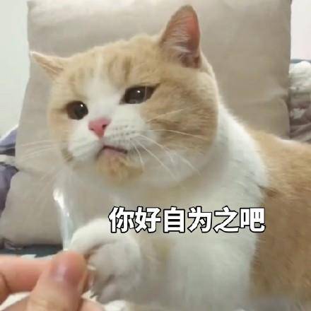 猫咪威胁表情包|你说完了没有