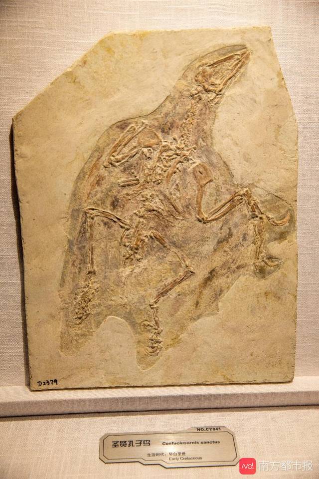 恐龙“突袭”广东省博物馆传奇私服变态版!和爸爸妈妈一起“坐飞船”穿越侏罗纪