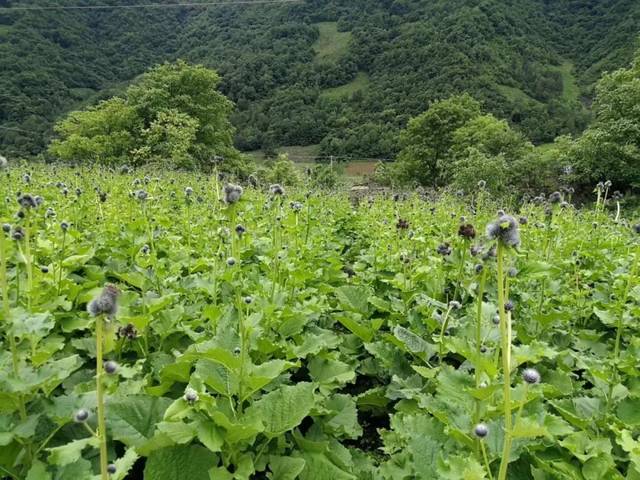 双阳村:"烟药蜂果"飘香 弥漫绿水青山!