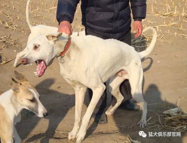 养只猎犬不忧穷,天天打猎入山中.草毛吸入狗肺里,经常多喂热猪红.