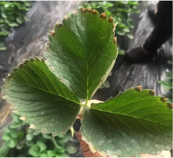 草莓苗种植过程中叶片发黄干枯是什么原因引起的,怎么