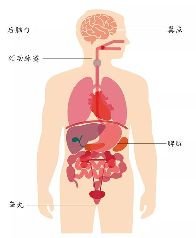 资深急诊专家:人体最致命的5个部位,教你危急时躲过一