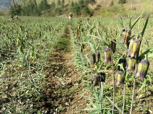 双阳村:"烟药蜂果"飘香 弥漫绿水青山!