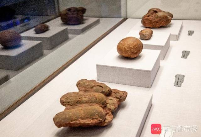 恐龙“突袭”广东省博物馆传奇私服变态版!和爸爸妈妈一起“坐飞船”穿越侏罗纪