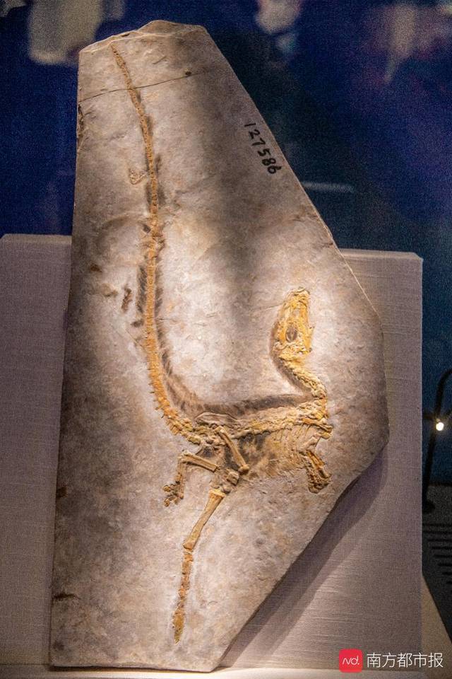 恐龙“突袭”广东省博物馆传奇私服变态版!和爸爸妈妈一起“坐飞船”穿越侏罗纪