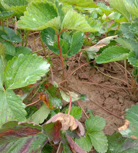 草莓育苗期间高温高湿病害总结
