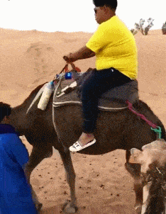 我觉得骆驼受委屈了