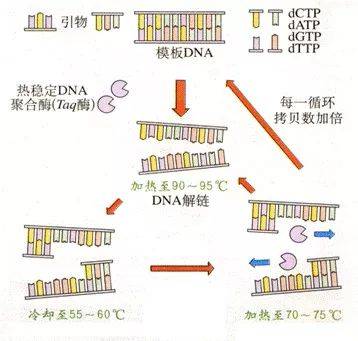 看完此文,别再说不懂1\/2\/3代PCR技术
