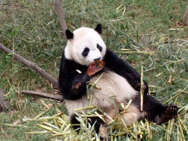 但大熊猫的祖先,其实就是正儿八经吃肉的猛兽.