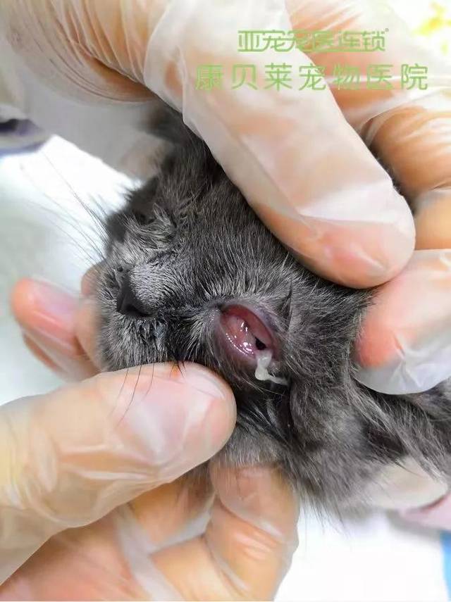 90%的猫咪都无法避免的猫疱疹究竟是个啥?