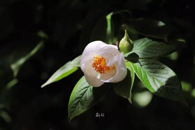 夏椿stewartia pseudocamellia的花期快要结束了.