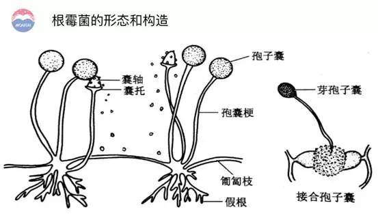 呈絮状物的微生物,有根,整体形状就像蒲公英一样;有弧形的匍匐菌丝,无