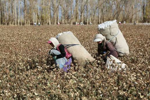 为河南农民工立传 电视剧《花开时节》央视开