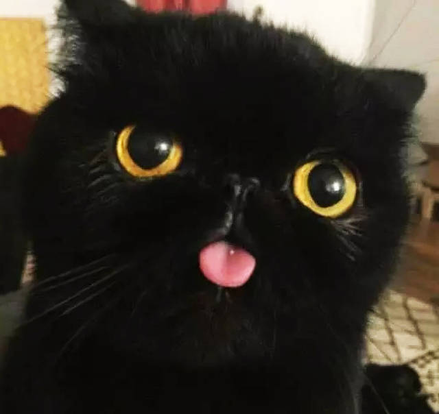 原创世界上最黑的猫咪,女子拍完照,直接大喊:"这是什么鬼!