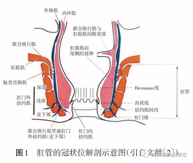 专题笔谈|直肠周围间隙和盆底解剖