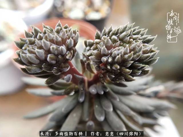 大神们帮我看看,这滇石莲是不是长缀化了