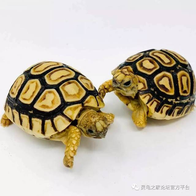 豹纹陆龟隆背的成因及预防_手机搜狐网