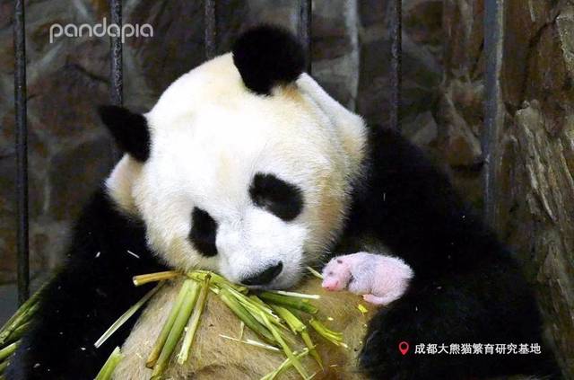 (成大和成浪) 成风和成浪的健康长大同样也离不开成都大熊猫繁育研究