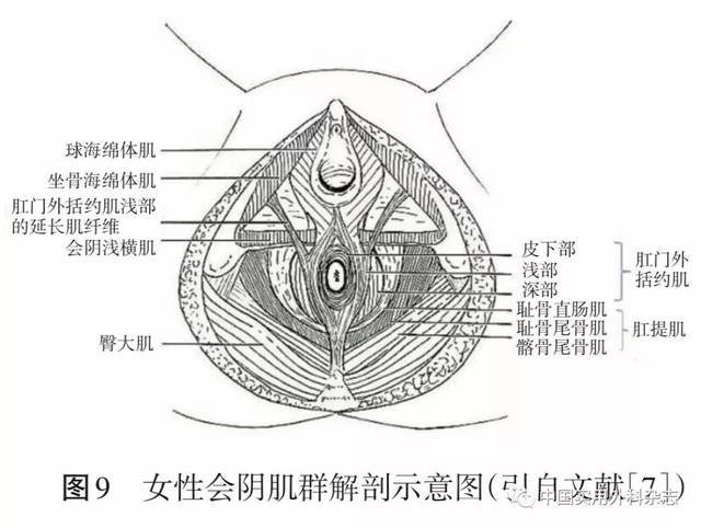 专题笔谈|直肠周围间隙和盆底解剖