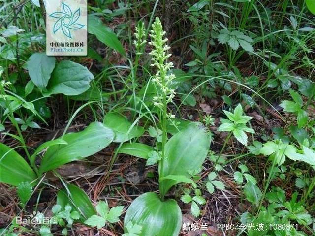 雾灵山发现北京市二级保护植物蜻蜓兰