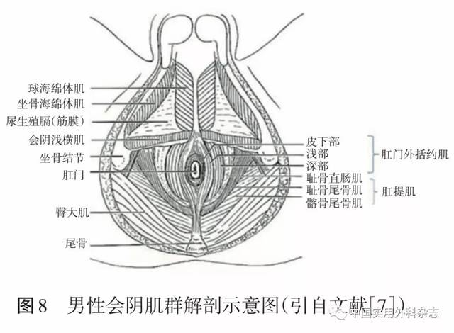 专题笔谈|直肠周围间隙和盆底解剖