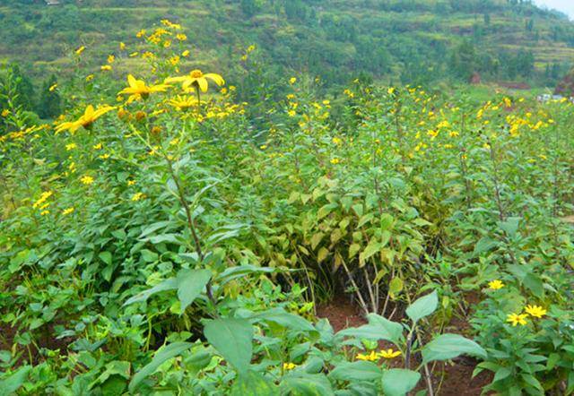 农村这植物叫"菊芋",是很好的植物,遇见可以采挖一些