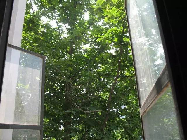 窗前的树